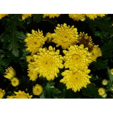 Garden Mums